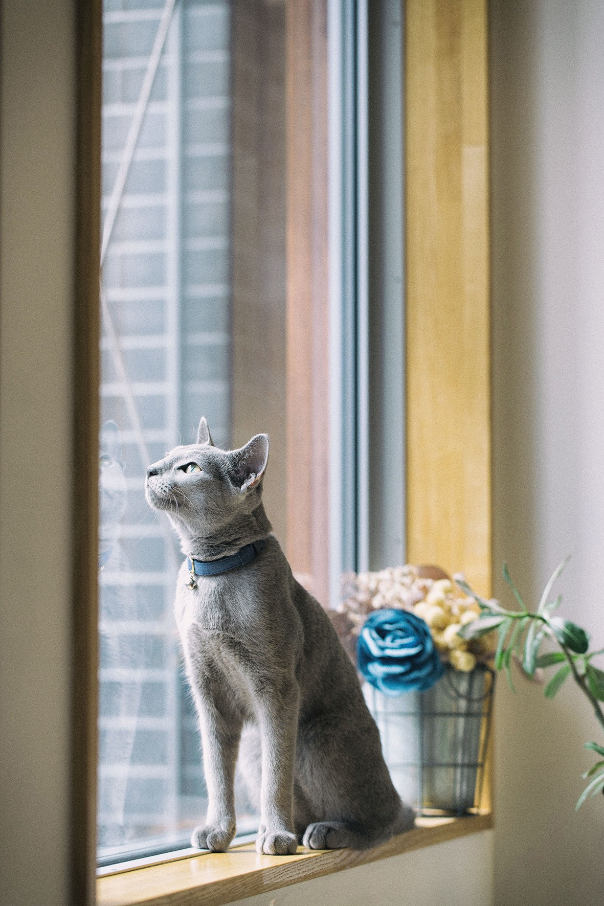 内と外がつながる家